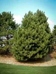 Сосна Чёрная (Pinus Nigra) купить по цене от 270.00р. в интернет-магазине «Посадика» с доставкой почтой в в Малоярославеце и по всей России – [изображение №1].