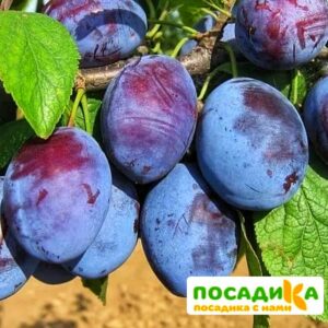 Слива Чачакская ранняя купить по цене от 229.00р. в интернет-магазине «Посадика» с доставкой почтой в в Малоярославеце и по всей России – [изображение №1].