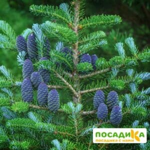 Пихта корейская (Abies koreana) купить по цене от 450.00р. в интернет-магазине «Посадика» с доставкой почтой в в Малоярославеце и по всей России – [изображение №1].