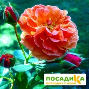 Роза Арабия купить по цене от 350.00р. в интернет-магазине «Посадика» с доставкой почтой в в Малоярославеце и по всей России – [изображение №1].