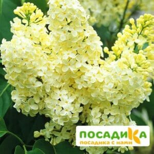 Сирень Примроуз (Primrose) купить по цене от 529.00р. в интернет-магазине «Посадика» с доставкой почтой в в Малоярославеце и по всей России – [изображение №1].