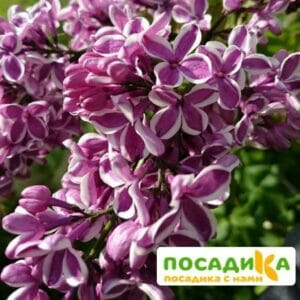 Сирень Сенсация купить по цене от 529.00р. в интернет-магазине «Посадика» с доставкой почтой в в Малоярославеце и по всей России – [изображение №1].