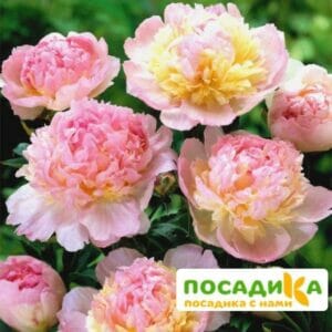 Пион Распберри Сандей (Paeonia Raspberry Sundae) купить по цене от 959р. в интернет-магазине «Посадика» с доставкой почтой в в Малоярославеце и по всей России – [изображение №1].