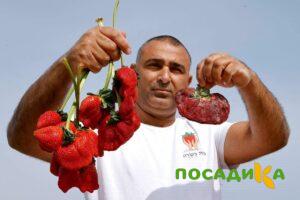 Клубника Гигант Джорнея купить по цене от 266р. в интернет-магазине «Посадика» с доставкой почтой в в Малоярославеце и по всей России – [изображение №1].