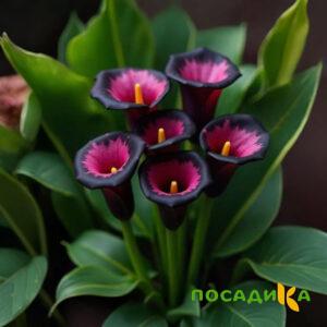 Калла Аура Лейс купить по цене от 400р. в интернет-магазине «Посадика» с доставкой почтой в в Малоярославеце и по всей России – [изображение №1].
