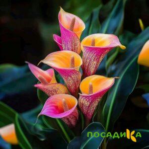 Калла Оникс купить по цене от 450р. в интернет-магазине «Посадика» с доставкой почтой в в Малоярославеце и по всей России – [изображение №1].