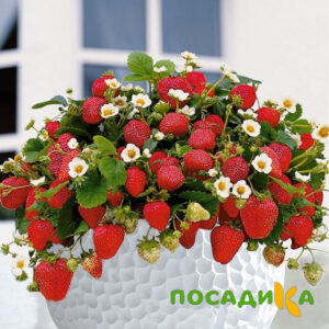 Клубника Рубиновый Шепот (горшечная) купить по цене от 240р. в интернет-магазине «Посадика» с доставкой почтой в в Малоярославеце и по всей России – [изображение №1].