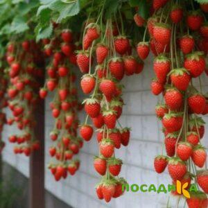 Клубника вьющаяся Комплимент купить по цене от 470р. в интернет-магазине «Посадика» с доставкой почтой в в Малоярославеце и по всей России – [изображение №1].