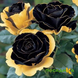Роза Ханни Сикл купить по цене от 700р. в интернет-магазине «Посадика» с доставкой почтой в в Малоярославеце и по всей России – [изображение №1].