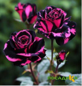 Роза Багровый Шепот купить по цене от 366р. в интернет-магазине «Посадика» с доставкой почтой в в Малоярославеце и по всей России – [изображение №1].
