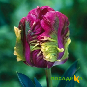Тюльпан Экзотик Хэвен купить по цене от 186р. в интернет-магазине «Посадика» с доставкой почтой в в Малоярославеце и по всей России – [изображение №1].