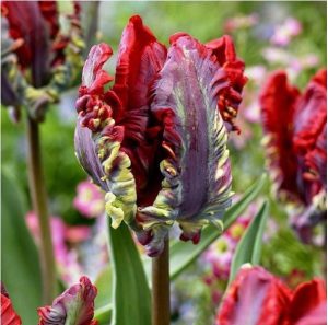 Тюльпан Рококо купить по цене от 350р. в интернет-магазине «Посадика» с доставкой почтой в в Малоярославеце и по всей России – [изображение №1].