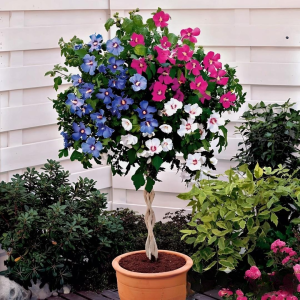 Гибискус-Дерево Триколор купить по цене от 289р. в интернет-магазине «Посадика» с доставкой почтой в в Малоярославеце и по всей России – [изображение №1].