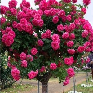 Роза Версаля купить по цене от 232р. в интернет-магазине «Посадика» с доставкой почтой в в Малоярославеце и по всей России – [изображение №1].