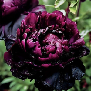 Пион Темный Сад купить по цене от 421р. в интернет-магазине «Посадика» с доставкой почтой в в Малоярославеце и по всей России – [изображение №1].