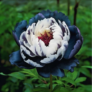 Пион Древовидный Инь-Янь купить по цене от 419р. в интернет-магазине «Посадика» с доставкой почтой в в Малоярославеце и по всей России – [изображение №1].