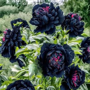 Пион древовидный Сердце Афродиты купить по цене от 600р. в интернет-магазине «Посадика» с доставкой почтой в в Малоярославеце и по всей России – [изображение №1].