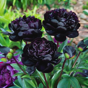 Пион Королевский Бархат купить по цене от 419р. в интернет-магазине «Посадика» с доставкой почтой в в Малоярославеце и по всей России – [изображение №1].