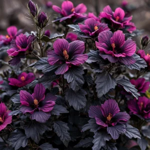 Гибискус Корал Чарм купить по цене от 271р. в интернет-магазине «Посадика» с доставкой почтой в в Малоярославеце и по всей России – [изображение №1].