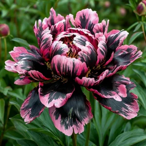 Пион Дроп Руби купить по цене от 469р. в интернет-магазине «Посадика» с доставкой почтой в в Малоярославеце и по всей России – [изображение №1].