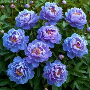 Пион Голубой лотос купить по цене от 590р. в интернет-магазине «Посадика» с доставкой почтой в в Малоярославеце и по всей России – [изображение №1].