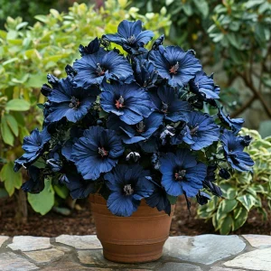 Гибискус Селестиал Флейм купить по цене от 326р. в интернет-магазине «Посадика» с доставкой почтой в в Малоярославеце и по всей России – [изображение №1].