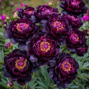 Пион Индиго Блаш купить по цене от 690р. в интернет-магазине «Посадика» с доставкой почтой в в Малоярославеце и по всей России – [изображение №1].