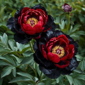 Пион Эбеновый Рубин купить по цене от 419р. в интернет-магазине «Посадика» с доставкой почтой в в Малоярославеце и по всей России – [изображение №1].