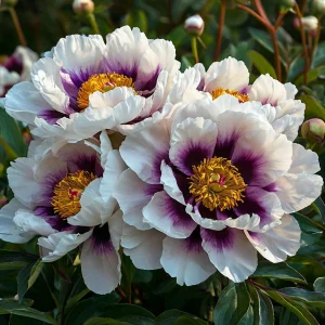 Пион Эко Саммер купить по цене от 548р. в интернет-магазине «Посадика» с доставкой почтой в в Малоярославеце и по всей России – [изображение №1].