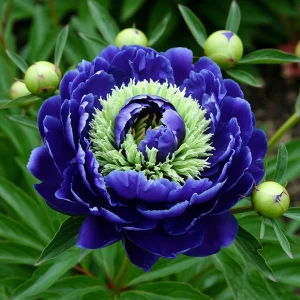 Пион Дримвивер купить по цене от 417р. в интернет-магазине «Посадика» с доставкой почтой в в Малоярославеце и по всей России – [изображение №1].