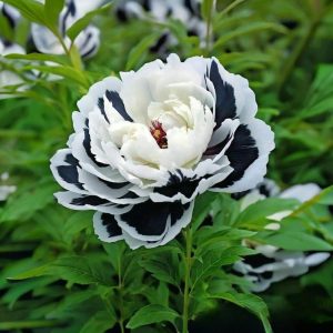 Пион Монохромный Шик купить по цене от 429р. в интернет-магазине «Посадика» с доставкой почтой в в Малоярославеце и по всей России – [изображение №1].