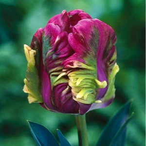 Тюльпан Экзотик Хэвен купить по цене от 186р. в интернет-магазине «Посадика» с доставкой почтой в в Малоярославеце и по всей России – [изображение №1].